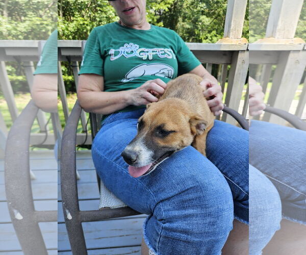 Medium Photo #3 Boxer Puppy For Sale in Thomasville, NC, USA