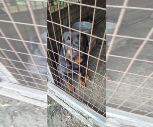 Rottweiler Dogs for adoption in LAKELAND, FL, USA