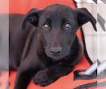 Small #6 Labrador Retriever Mix