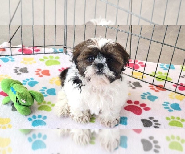 Medium Photo #8 Shih Tzu Puppy For Sale in ORO VALLEY, AZ, USA