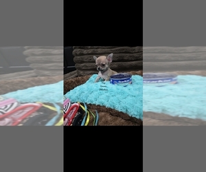 Chihuahua Puppy for sale in CRAFTON, PA, USA