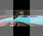 Image preview for Ad Listing. Nickname: AKC Tiny Simba