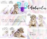 Small Photo #1 Goldendoodle Puppy For Sale in SPRING BRANCH, TX, USA