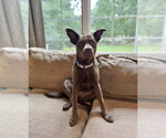 Small #4 Labrador Retriever Mix