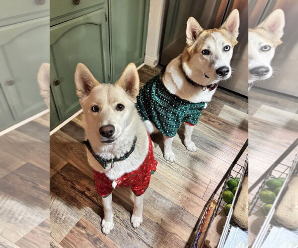 Medium Photo #7 Siberian Husky-Unknown Mix Puppy For Sale in Corona, CA, USA
