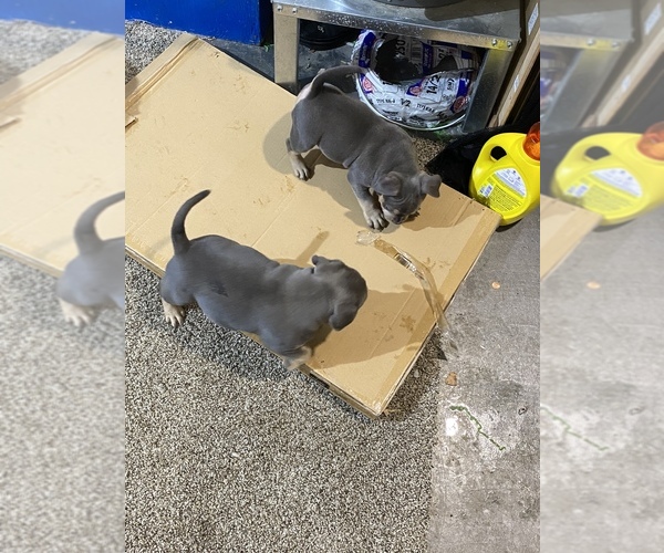 Medium Photo #8 American Bully Puppy For Sale in ANDERSON, IN, USA