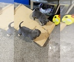 Small Photo #8 American Bully Puppy For Sale in ANDERSON, IN, USA