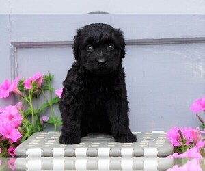 Aussiedoodle-Poodle (Miniature) Mix Puppy for sale in FREDERICKSBG, OH, USA