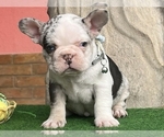 Small Photo #4 French Bulldog Puppy For Sale in CLINTON, NJ, USA