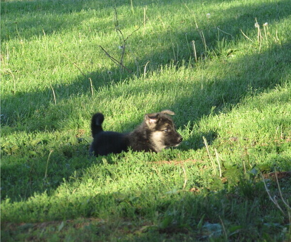 Medium Photo #3 Gerberian Shepsky Puppy For Sale in OWEN, WI, USA