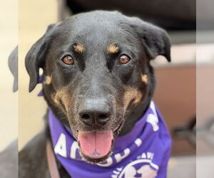 Labrottie Dogs for adoption in Fort Worth, TX, USA