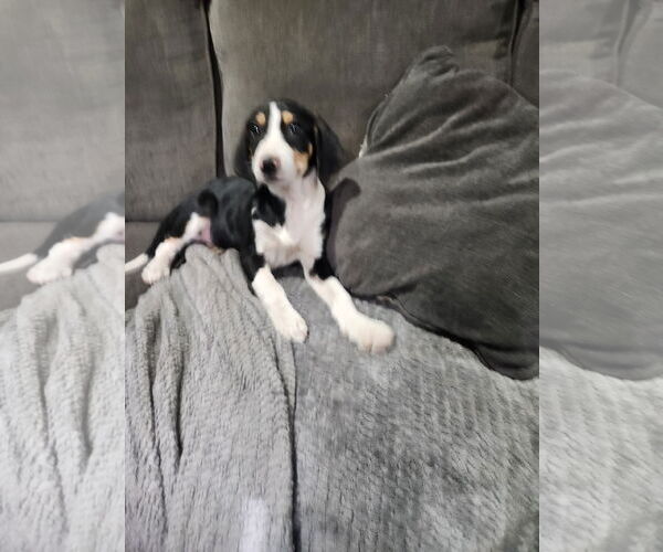 Medium Photo #2 Mutt Puppy For Sale in Plainfield, IL, USA