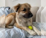 Small #1 Great Pyrenees Mix