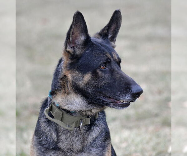 Medium Photo #9 German Shepherd Dog Puppy For Sale in Gretna, NE, USA