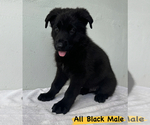 Small Photo #3 German Shepherd Dog Puppy For Sale in MIAMI, FL, USA