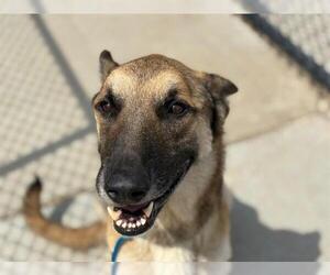 German Shepherd Dog Dogs for adoption in Tulsa, OK, USA