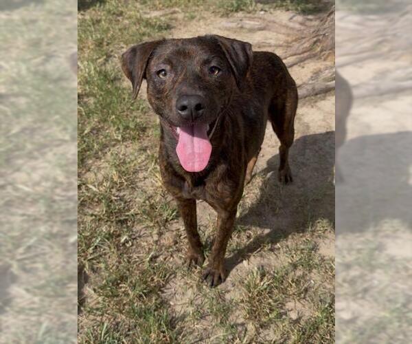 Medium Photo #1 Mutt Puppy For Sale in Conroe, TX, USA