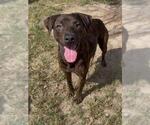 CINDER - Female Mutt Dog for Adoption - Small photo