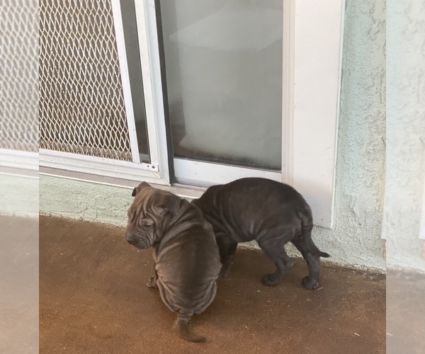 Medium Photo #5 Chinese Shar-Pei Puppy For Sale in SAN DIEGO, CA, USA