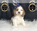 Puppy Lucky AKC Cocker Spaniel