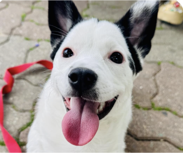 Medium Photo #1 Mutt Puppy For Sale in San Ramon, CA, USA