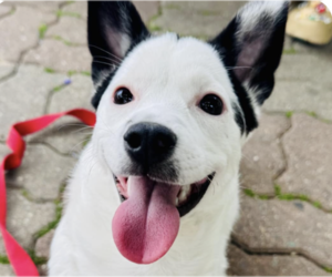 Mutt Dogs for adoption in San Ramon, CA, USA