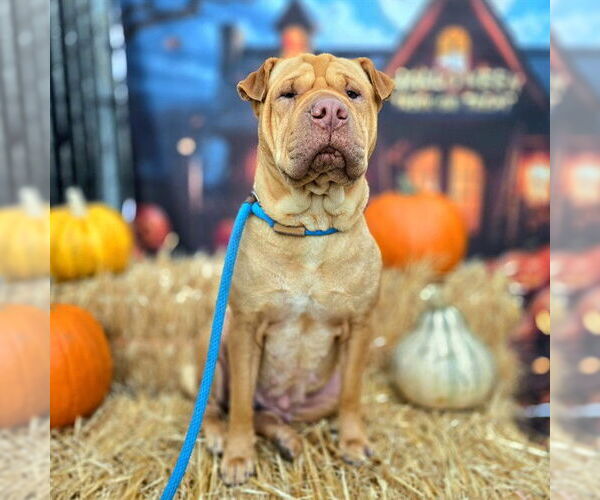 Medium Photo #2 Chinese Shar-Pei Puppy For Sale in Long Beach, CA, USA
