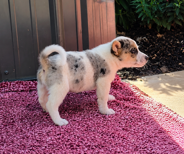 Medium Photo #14 Augi Puppy For Sale in MEADOWS OF DAN, VA, USA
