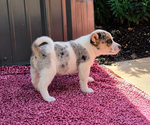 Small Photo #14 Augi Puppy For Sale in MEADOWS OF DAN, VA, USA