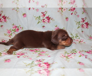 Dachshund Puppy for sale in BLOOMINGTON, IN, USA