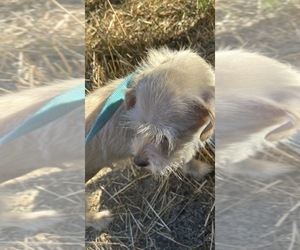 Mother of the Mauzer-Poodle (Toy) Mix puppies born on 05/12/2026