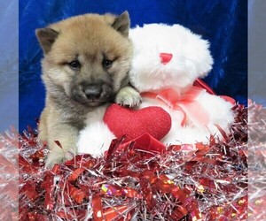 Shiba Inu Puppy for sale in HARTVILLE, MO, USA