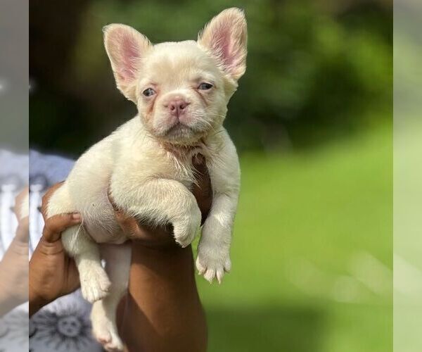 Medium Photo #1 French Bulldog Puppy For Sale in POWDER SPRINGS, GA, USA