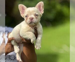 French Bulldog Puppy for sale in POWDER SPRINGS, GA, USA