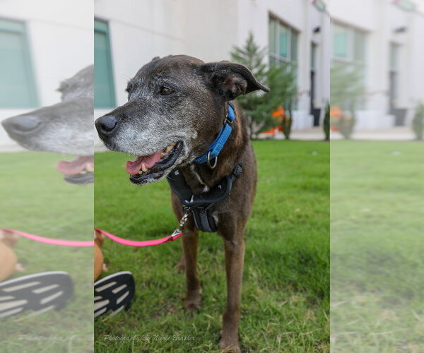 Medium Photo #19 Plott Hound-Unknown Mix Puppy For Sale in Mooresville, NC, USA