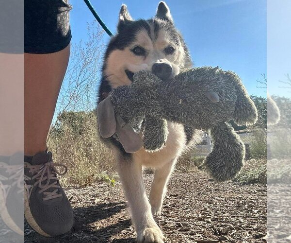 Medium Photo #13 Siberian Husky Puppy For Sale in  Ramona, CA, USA