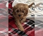 Small #3 Cavapoo (Miniature)