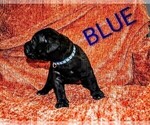 Small #2 Presa Canario