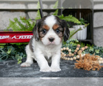 Puppy Kai Cavalier King Charles Spaniel