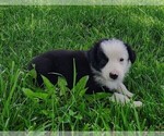 Small Photo #20 Border Collie Puppy For Sale in NORBORNE, MO, USA