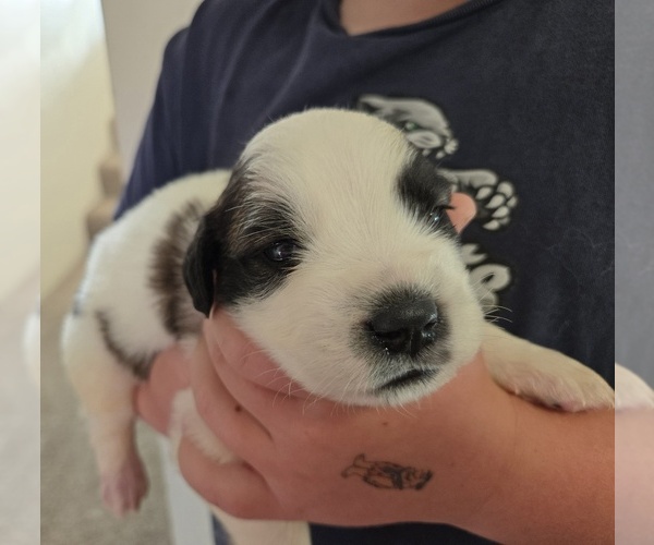 Medium Photo #2 Saint Bernard Puppy For Sale in RAINIER, OR, USA