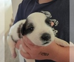 Small #1 Saint Bernard