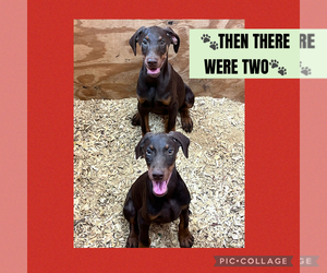 Doberman Pinscher Puppy for Sale in HARTSELLE, Alabama USA