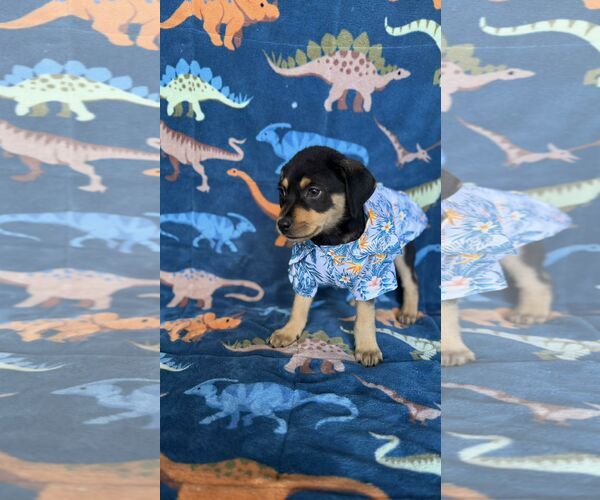 Medium Photo #3 Rottweiler-Unknown Mix Puppy For Sale in NYC, NY, USA