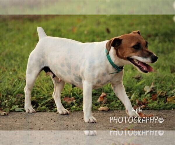 Medium Photo #1 Jug Puppy For Sale in LIBERTY, KY, USA