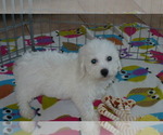 Small Photo #1 Bichon Frise Puppy For Sale in ORO VALLEY, AZ, USA