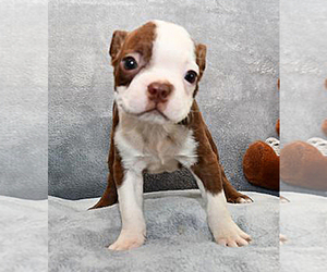 Boston Terrier Puppy for sale in BEND, OR, USA