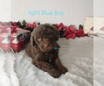 Small Photo #5 Portuguese Water Dog Puppy For Sale in PARMA, ID, USA