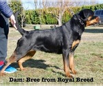 Small Photo #1 Rottweiler Puppy For Sale in DURAND, IL, USA