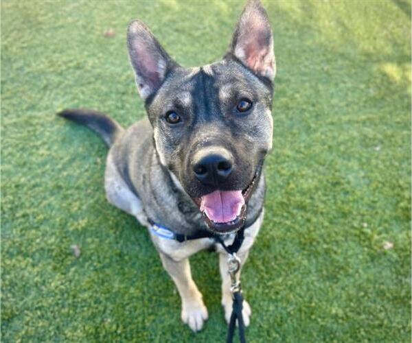 Medium Photo #2 American Pit Bull Terrier-Siberian Husky Mix Puppy For Sale in Santa Rosa, CA, USA